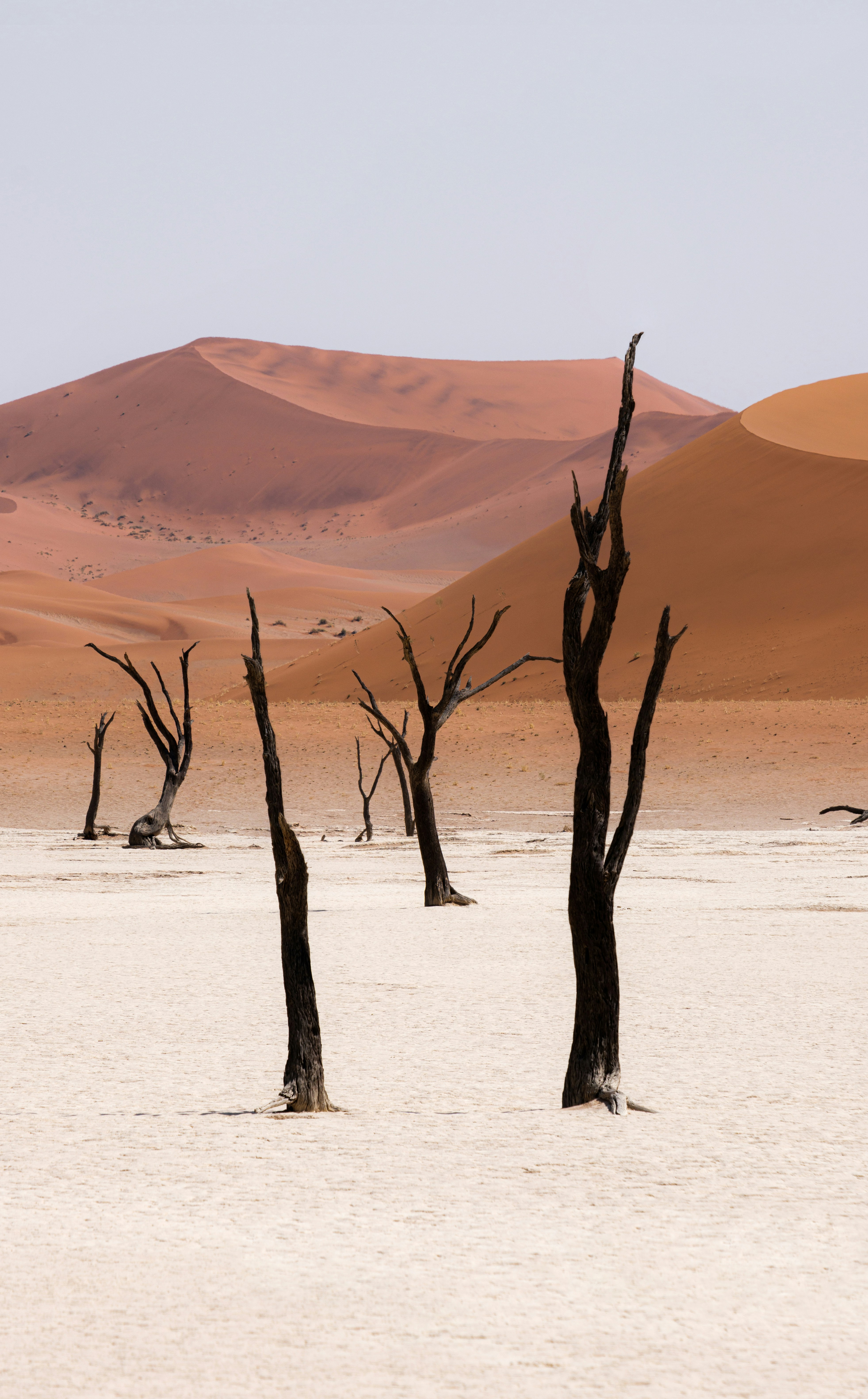 A barren landscape featuring dry, dead trees against a backdrop of orange sand dunes and a clear sky.